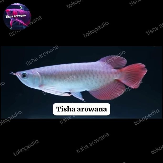 Arwana Super Red Chili Red Arowana Sr Co