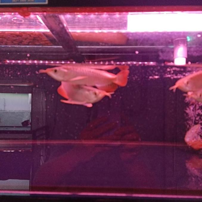 Arwana Super Red Grade A / Spek Ekor Api Size 17-18 Cm Spek Kontes Co