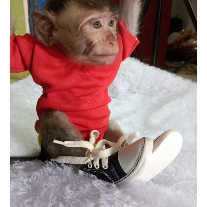 (Terbaru) Sepatu Hewan Monpai (Terlaris)