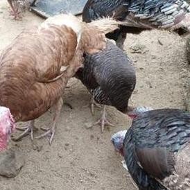 Ayam kalkun hidup dewasa sepasang indukan sudah siap bertelur