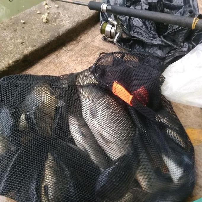 Essen Oplosan Ikan Mas Pandawa Essen Ikan Mas Babon Induk Ikan Rame