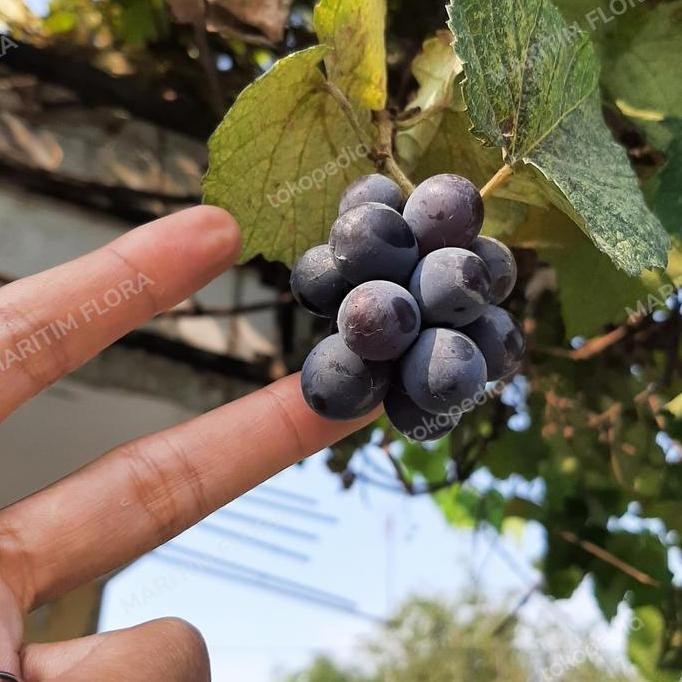 

bibit anggur isabella