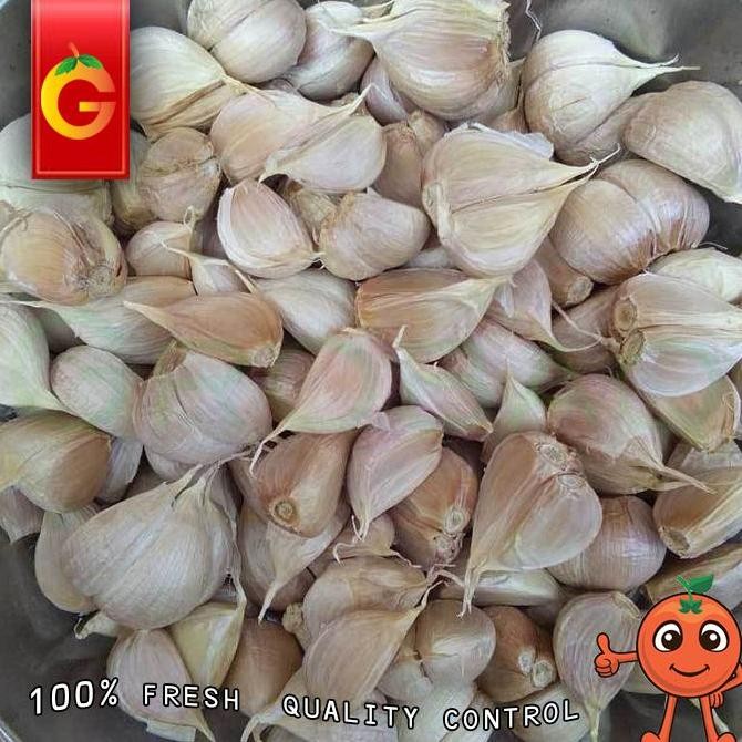 

Original Bawang Putih Kating Fresh Sayur 1Kg - Bawang Segar Masak Harian