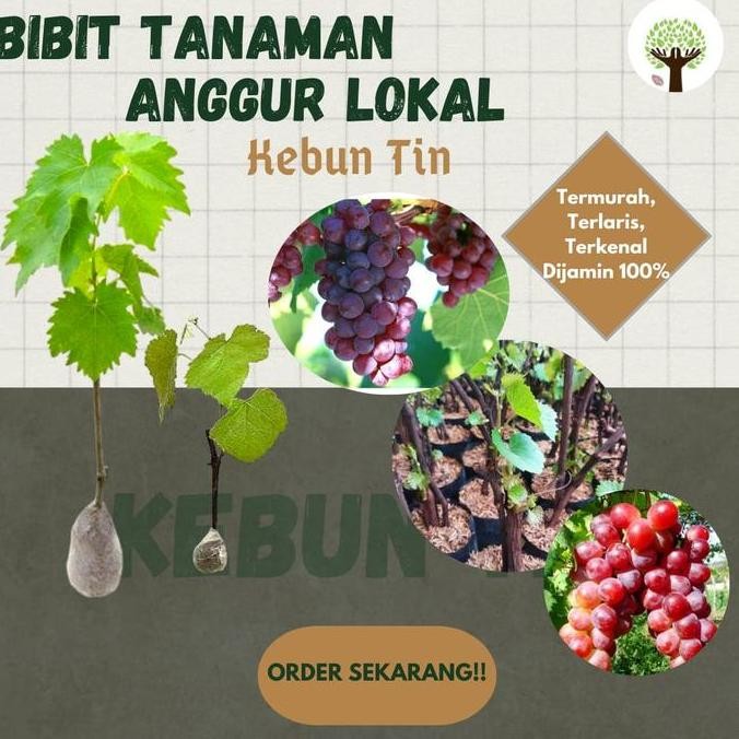 Bibit Tanaman Pohon Anggur Bibit Anggur Tanaman Anggur Buah Anggur Benih