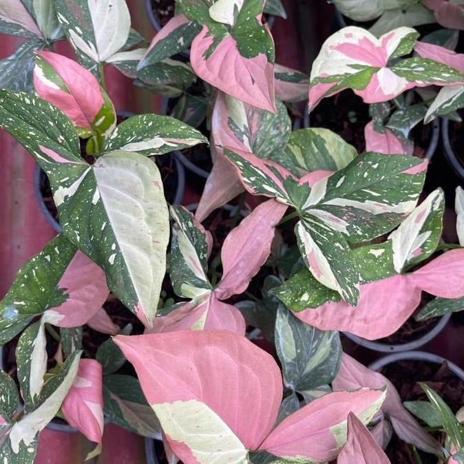 Ready syngonium red spot tricolor - original red spot tri color tanaman