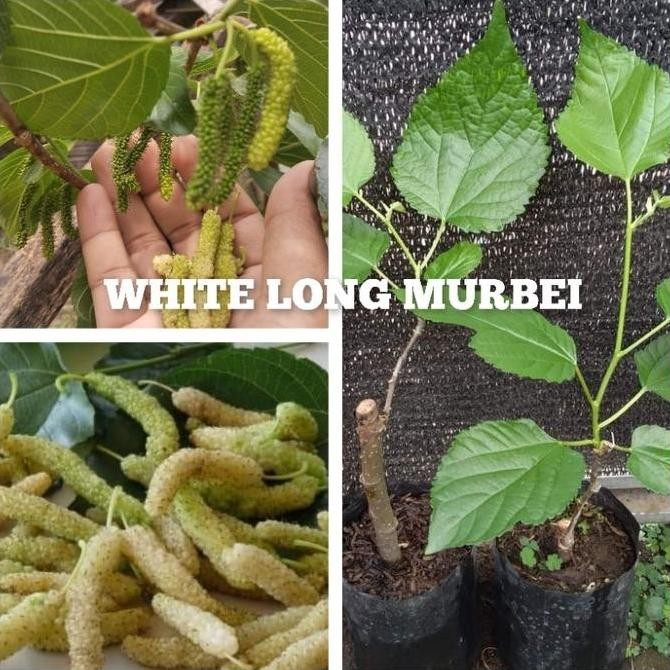 Ready White Long Murbei Putih Hasil Sambung Rasa Susu Vanilla