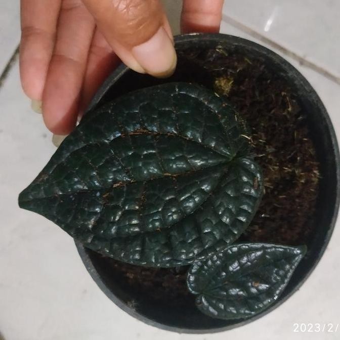 Ready promo paket 2 pot tanaman sirih hitam asli langka