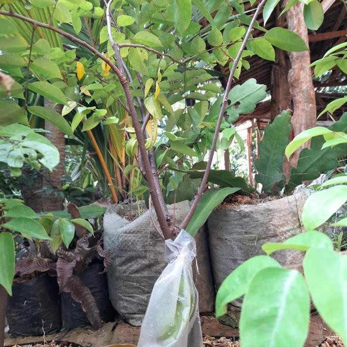 Ready Pohon Buah Blimbing Madu sudah berbuah// Bibit buah blimbing bangkok
