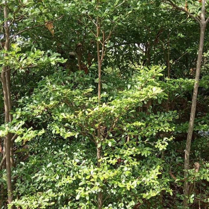 Ready Ketapang Kencana 2m free ongkirr