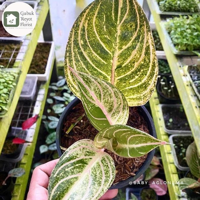 Ready ARTIFICIAL AGLONEMA ESMERALDA GOLDEN ANAKAN 2/3/4 DAUN + POT