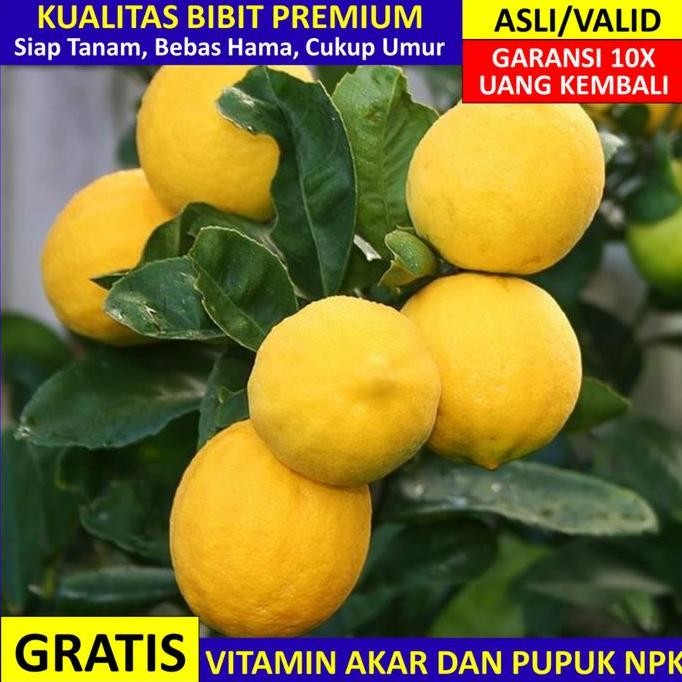 Ready Bibit Jeruk Lemon California Asli Bergaransi, Pohon Jeruk Lemon Valid
