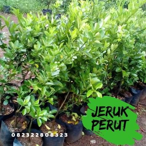Ready Bibit jeruk purut Tanaman jeruk purut Daun jeruk purut