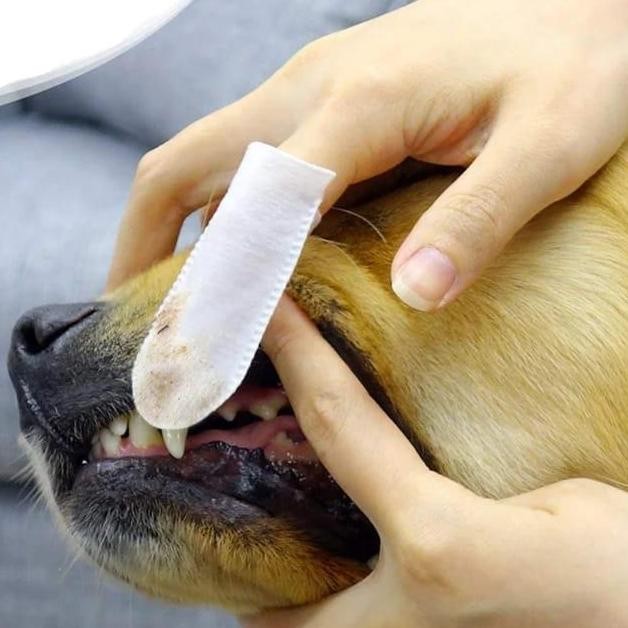 Tissue Pembersih Karang Gigi Hewan/Sarung Tissue Pembersih Gigi Anjing