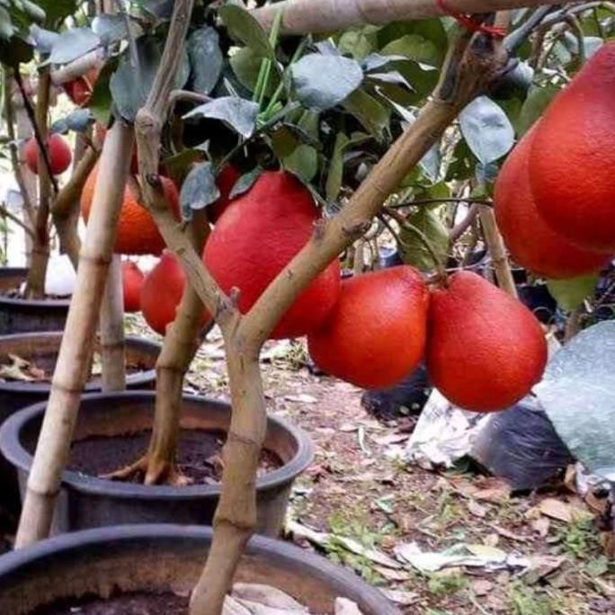 bibit jeruk red pamelo pohon tanaman buah didalam pot tabulampot BISA COD
