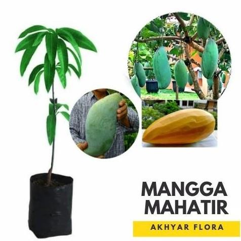 POHON Bibit Mangga Mahatir Pohon Mangga Bibit Buah Mangga Mahatir BISA COD