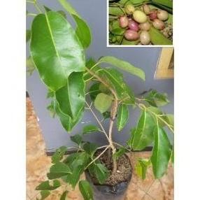 POHON Bibit buah duwet putih duet/jamblang okulasi pohon BISA COD