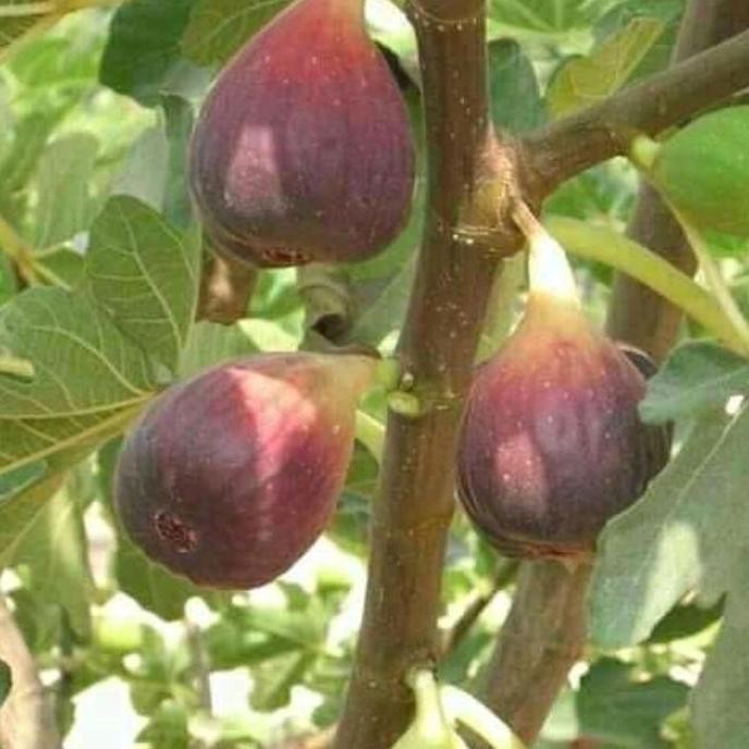 bibit buah tin blue gaen cangkok pohon tanaman buah di dalam pot BISA COD