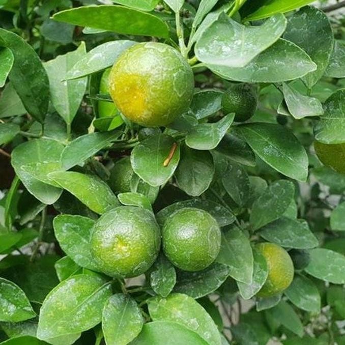 

POHON diskon bibit tanaman buah jeruk lemon cui BISA COD