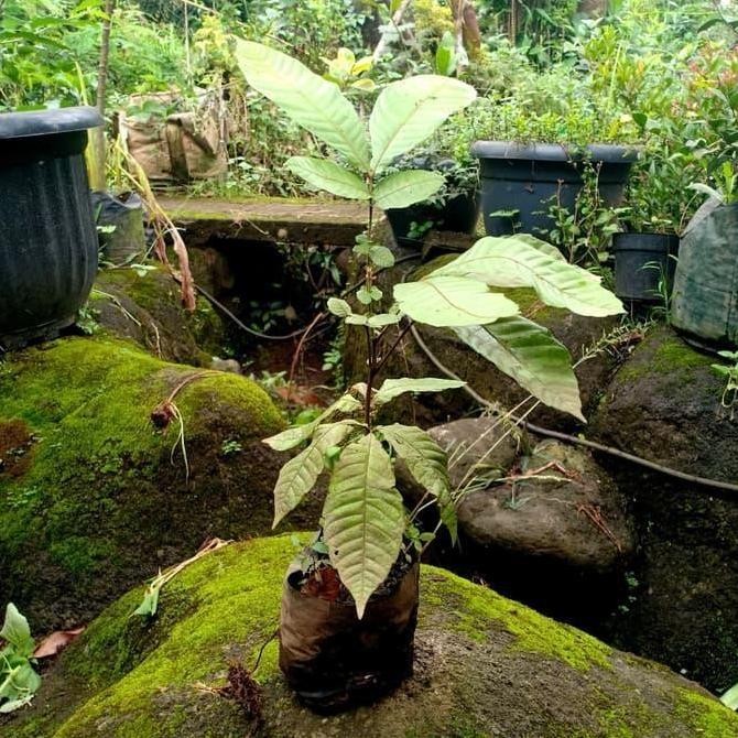 Bibit matoa / Pohon matoa / Buah matoa DD60 BISA COD