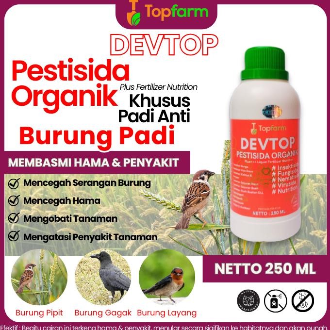 Obat Padi Hama Burung Pipit / Obat Pengusir Burung Pada Padi / Obat Racun Burung Pemangsa Padi / Oba