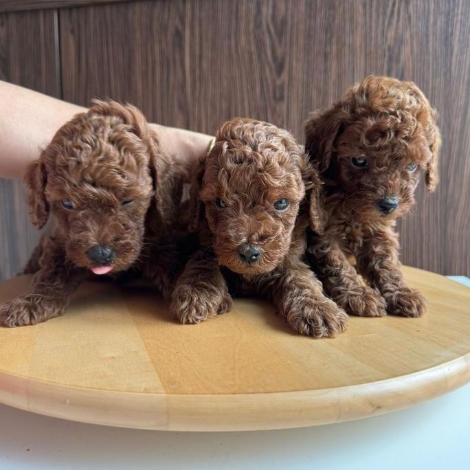 Anak Anjing Red Toy Poodle Peliharaan