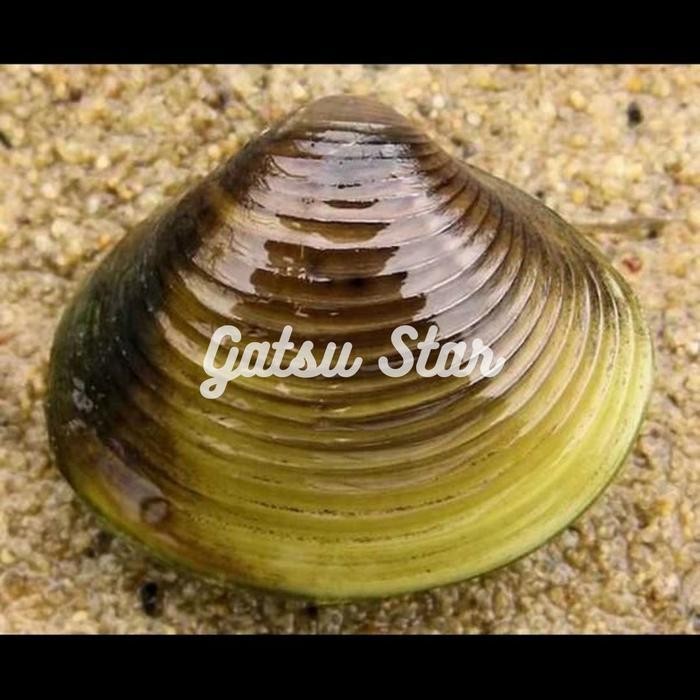 AL Kerang Filter Aquascape Hidup