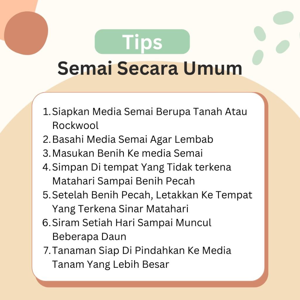 

Benih Biji Bibit Brokoli Hijau Buah Besar