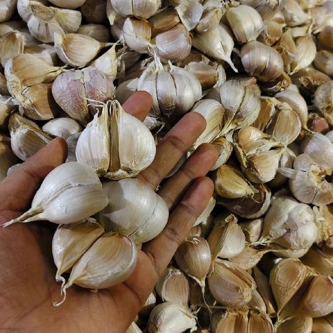 

Diskon! Bawang Putih Kating Super Segar 1 Kg - Garlic Kualitas Premium Masak & Rempah