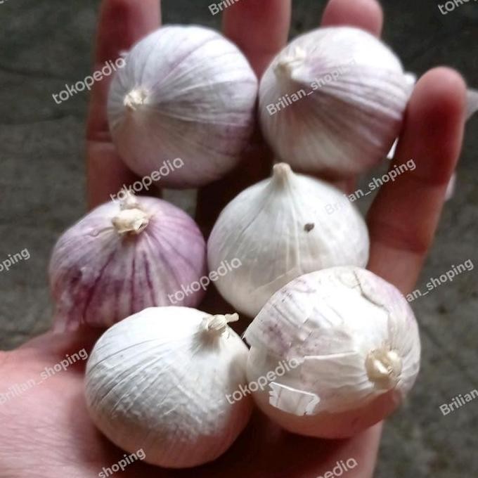 

Diskon! Bawang Putih Tunggal Lanang Jumbo 1Kg Kualitas Premium PERTAMAXXX