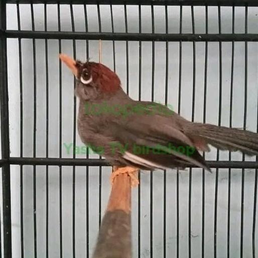 Promo Burung Poksay Mandarin Gacor Jinak Suara Merdu Siap Lomba