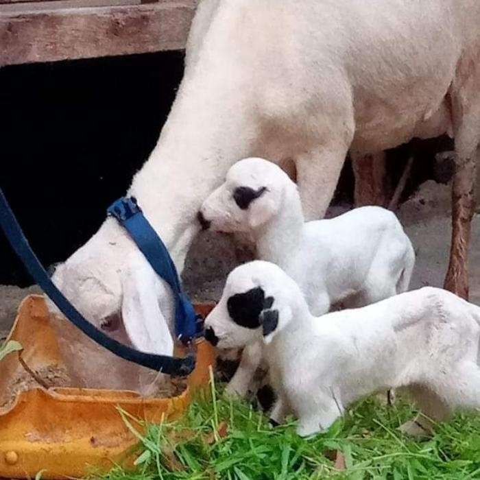 

HF ANAK KAMBING DOMBA HIDUP SEHAT SIAP PELIHARA