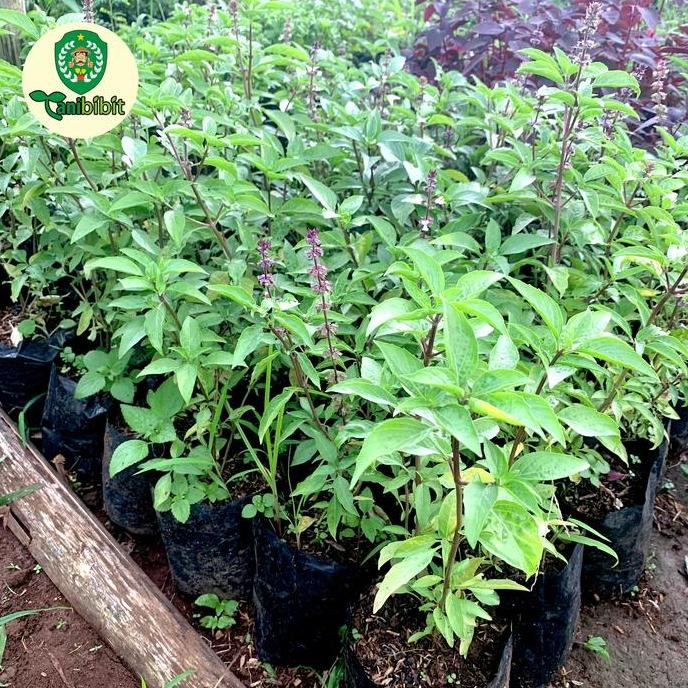 thai basil tanaman herbal bibit kemangi thailand BARANG SUPER