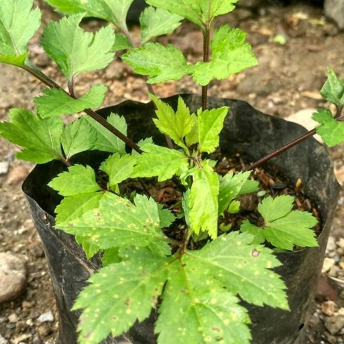 Bibit Tanaman Purwoceng/Purceng/Kisaat Herbal BARANG SUPER