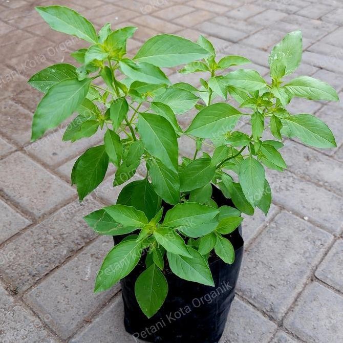 Bibit Tanaman Kemangi Lalapan dalam polibag hitam BARANG SUPER