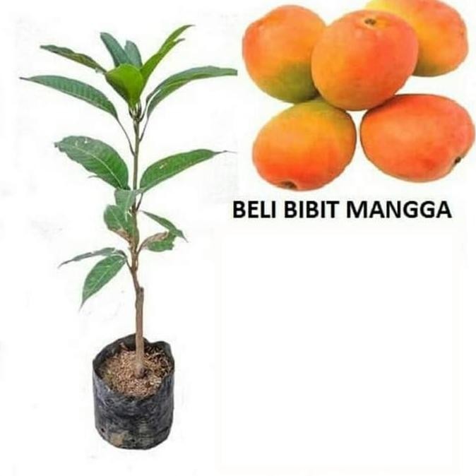 Bibit Tanaman Pohon Mangga Gedong Gincu Bibit Mangga Gedong Gincu BARANG SUPER