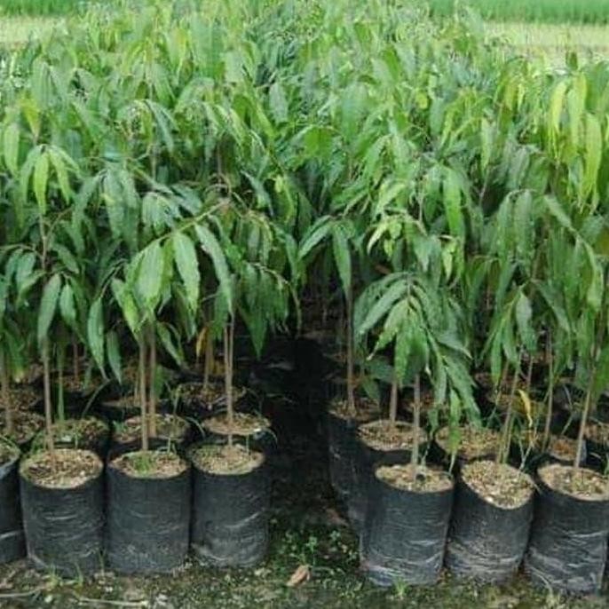 Tanaman Hias Glodokan Tiang - Bibit Pohon Glodokan Tiang ISTIMEWA