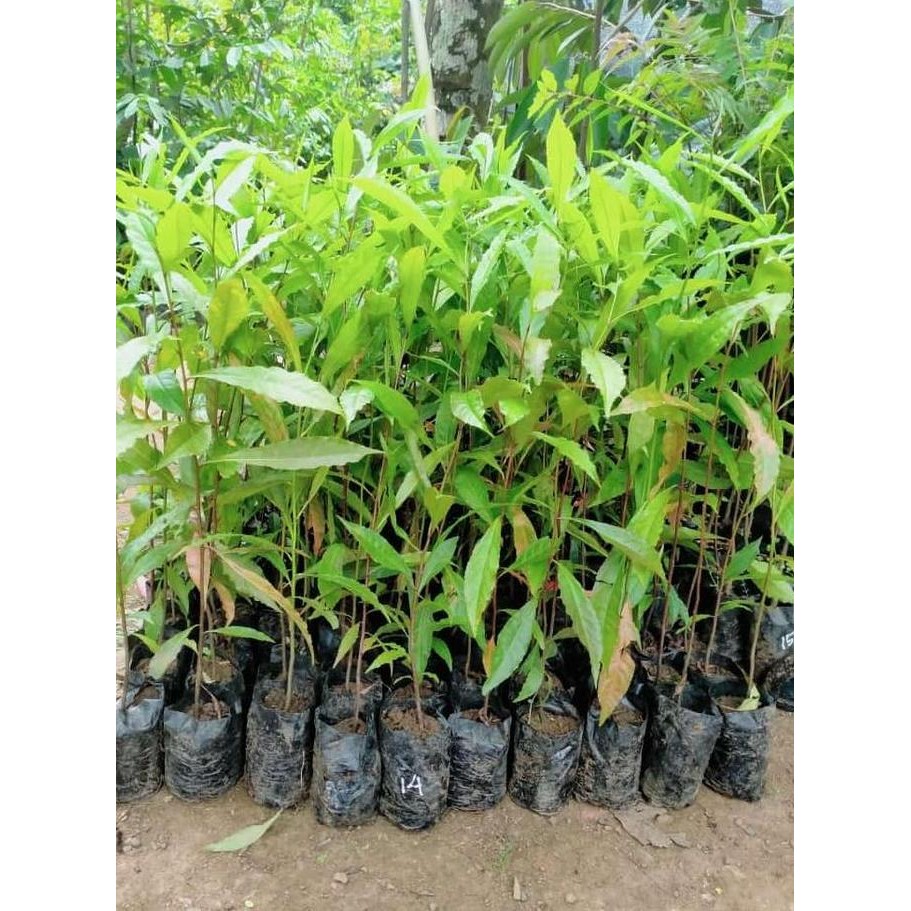 Hemat Bibit Tanaman Jenitri At Genitri Super BARANG SUPER