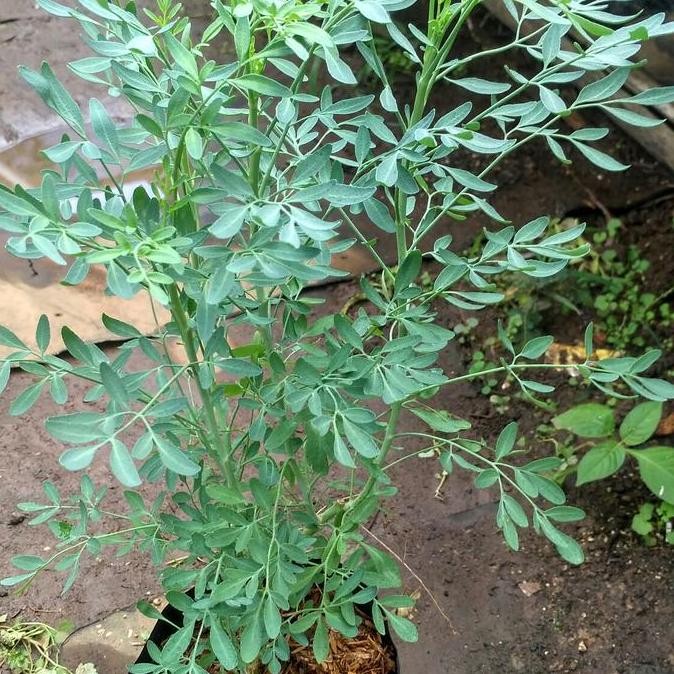 Bibit Inggu Tanaman Inggu Dn Inggu Caocao Ruta Angustifolia L. Pers terbaru