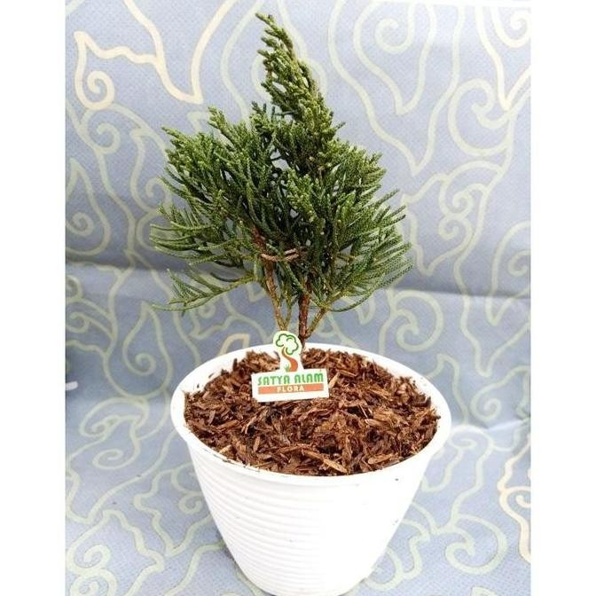 tanaman hias outdoor bibit pohon cemara pua pua BARANG SUPER