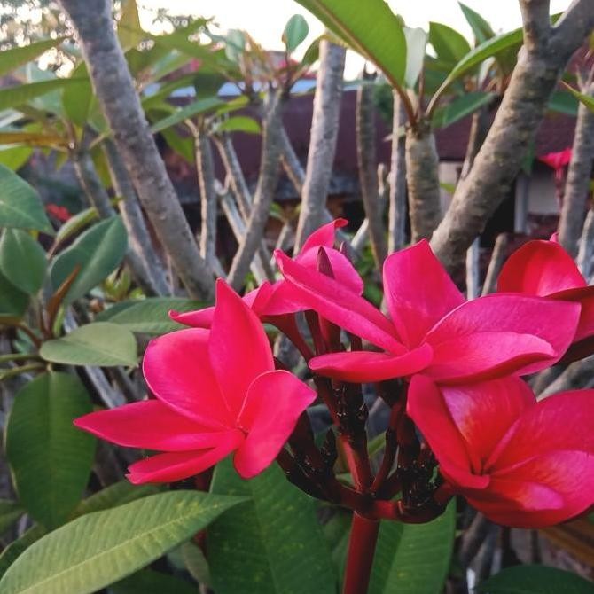 tanaman kamboja bali - bibit Kamboja bali BARANG SUPER