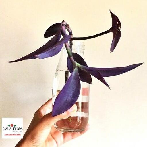 Tanaman Air Indoor Ha Ungu Hias Bibit Tanaman Hias Mini Indoor ISTIMEWA