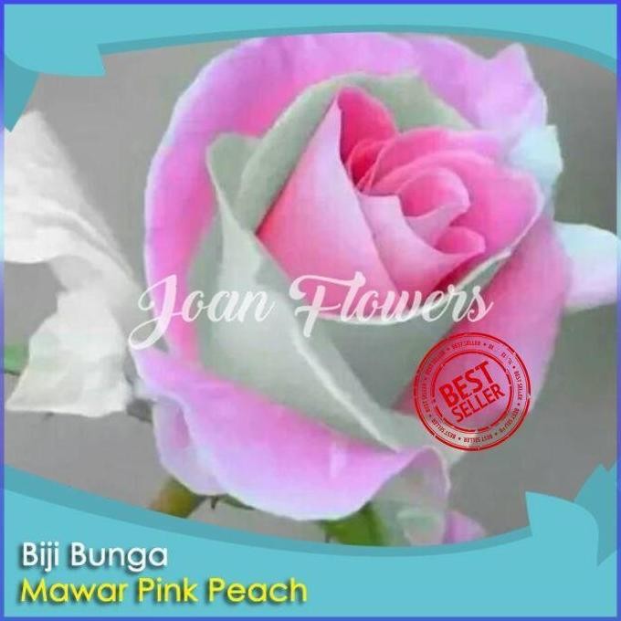 Bibit Tanaman Bunga Mar Pink Peach Bibit Tanaman Hias ISTIMEWA