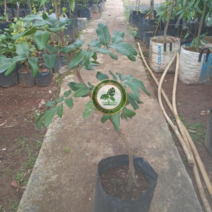 Bibit Pohon Kelengkeng Matalada / Tanaman Buah Lengkeng Matalada Super PREMIUM