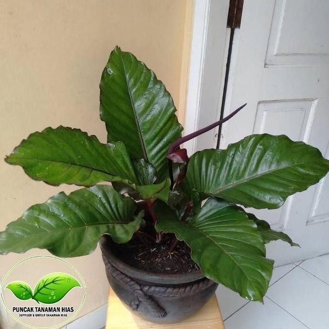 Tanaman hias anthurium black beauty - Anturium black beauty