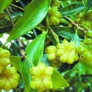 

Diskon! Bunga Lawang 250Gr | Star Anise / Pekak Utuh | Rempah Masakan Premium