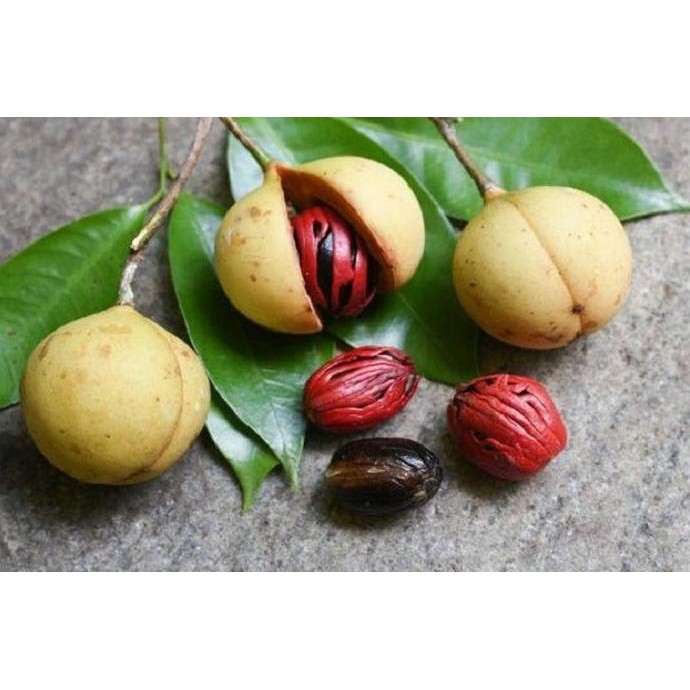 

Diskon! Biji Pala 1Kg Nutmeg Whole Buah Pala Utuh Rempah Dapur Aromatik