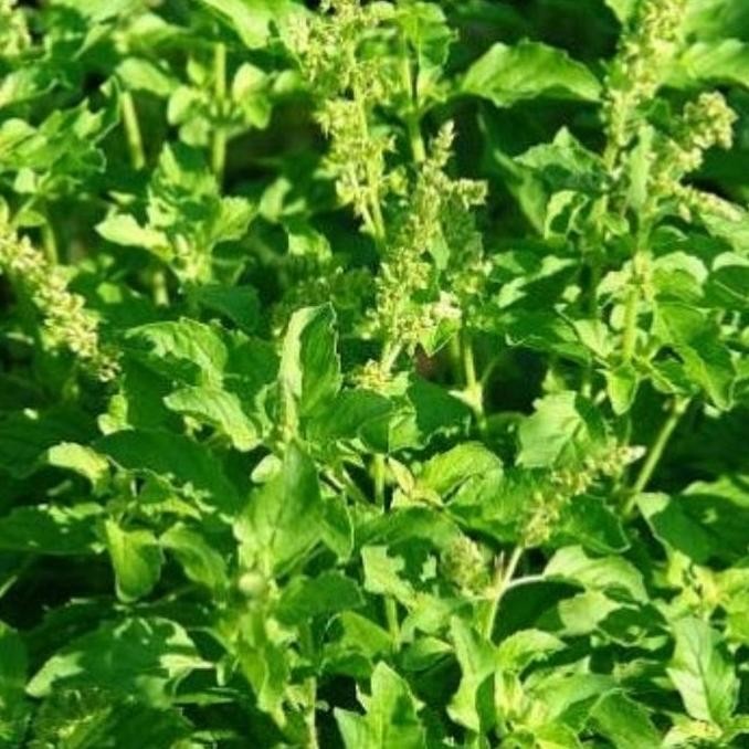 

Diskon! Daun Ruku-Ruku / Daun Tulsi Segar 1Kg - Bumbu Dapur Herbal