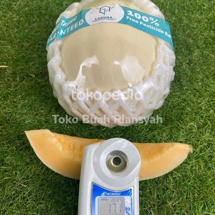 

BEBAS ONGKIR - melon white f