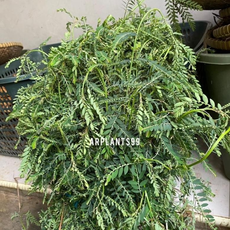 

DAUN MENIRAN SEGAR 500 Gram aSt