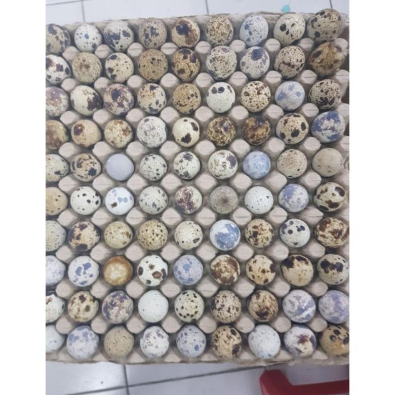 

Telur Puyuh Fresh / Kg aSt